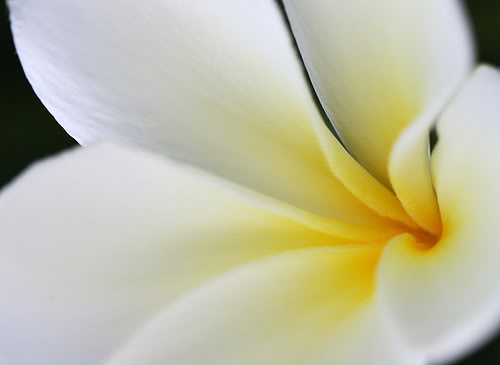 Plumeria Macro by janruss.