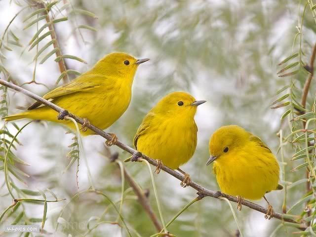birds000809vipics.jpg